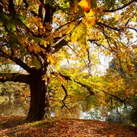 Autumn Colors Tree By Lake