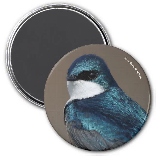 Handsome Tree Swallow Songbird on a Wire Magnet