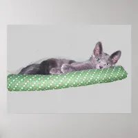 Poster - Russian Blue Kitten