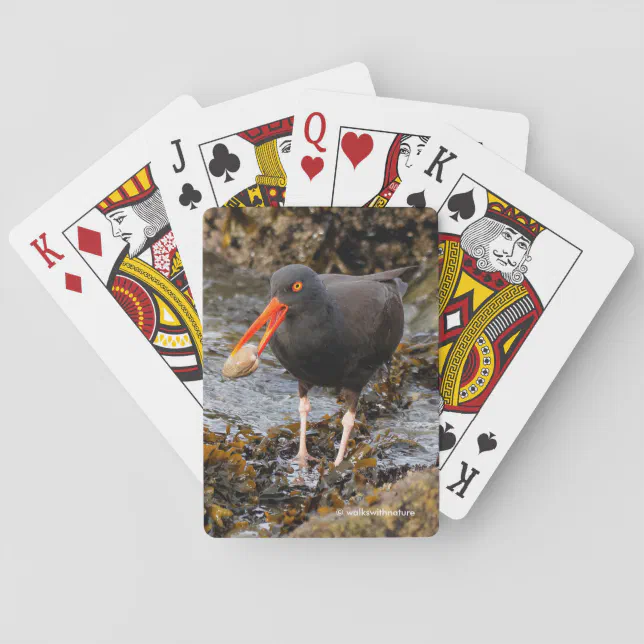Stunning Black Oystercatcher Shorebird with Clam Poker Cards