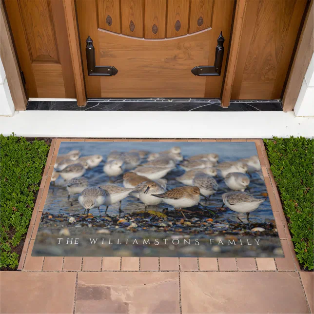 Flock of Dunlins and Sanderlings at the Beach Doormat