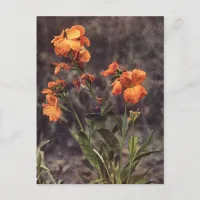 Wallflower Wildflower Postcard