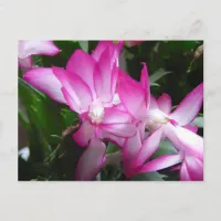 Christmas Cactus Flowers Postcard