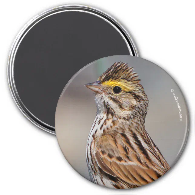 An Inquisitive Savannah Sparrow Magnet