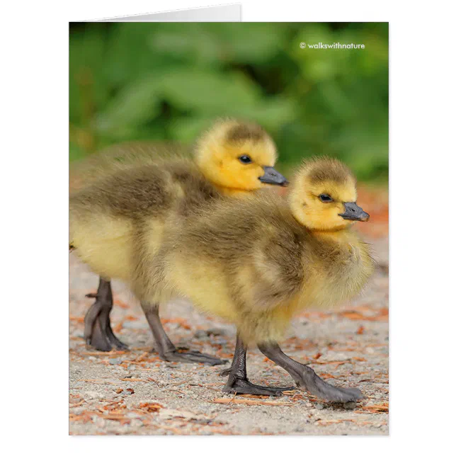 Cuteness on Parade: Canada Goose Goslings