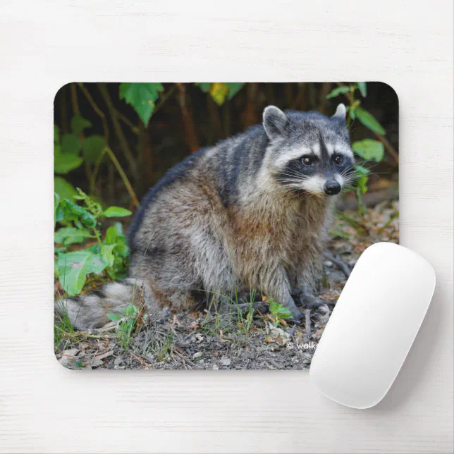 Cute Posing North American Raccoon Mouse Pad