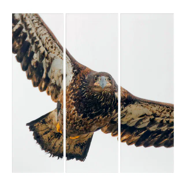 Stunning Bald Eagle Does a Flyover Triptych