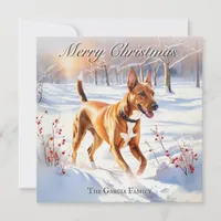 Pharaoh Hound Dog In Winter Snow Christmas Holiday Card