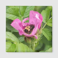 Bumble Bee in Pink Flower Magnet