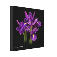 Dutch Iris Purple Sensation Canvas Print