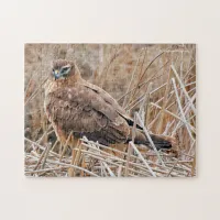 Beautiful Northern Harrier Hawk in the Marshes Jigsaw Puzzle