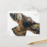 Stunning Bald Eagle Does a Flyover Postcard