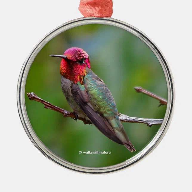 Anna's Hummingbird: This King Wears a Pink Crown Metal Ornament
