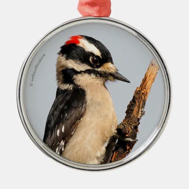 Cute Downy Woodpecker on Fruit Tree Metal Ornament