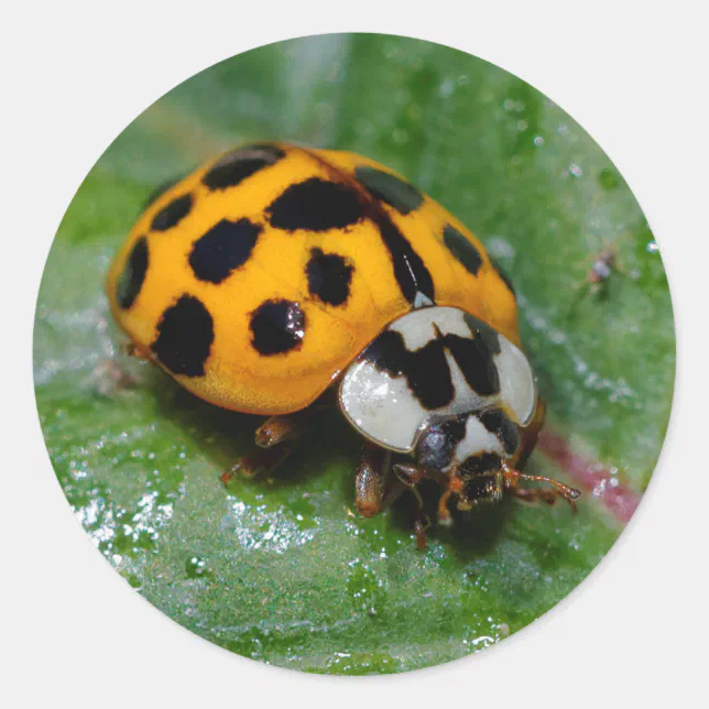 18-Spotted Yellow and Black Ladybug Classic Round Sticker