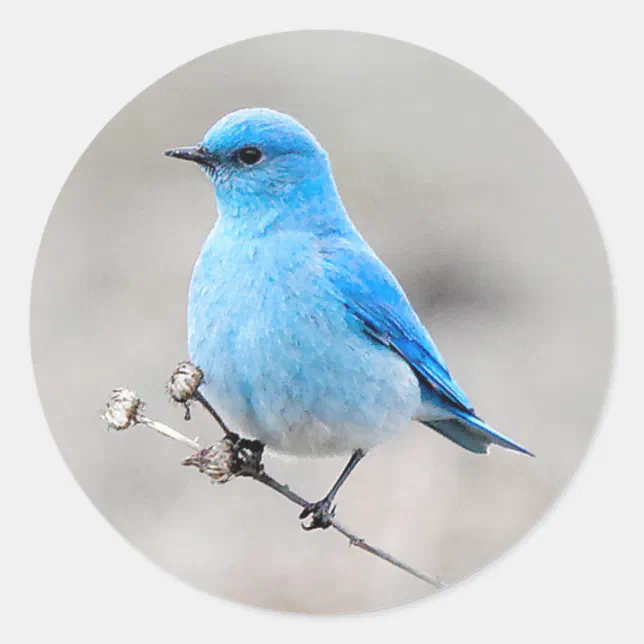 Beautiful Mountain Bluebird Classic Round Sticker