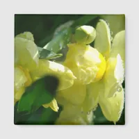 Daffodils With Water Droplets Magnet