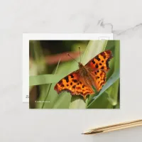 Beautiful Orange Satyr Comma Butterfly Postcard