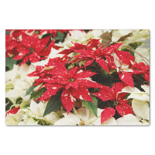 Festive Red White Floral Poinsettias Tissue Paper