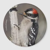 Cute Downy Woodpecker Bird on Branch Magnet