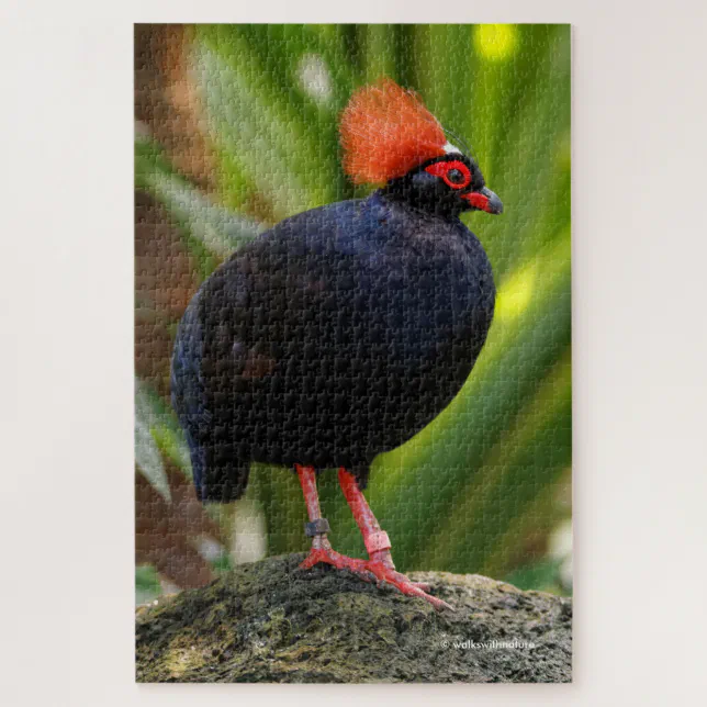 Stunning Roul-Roul Crested Wood Partridge Jigsaw Puzzle