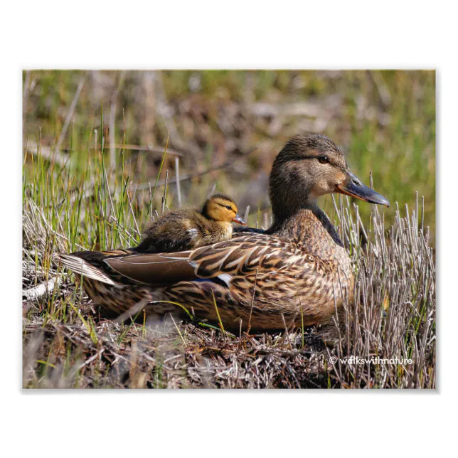Cute Chillin' Mallard Mom Duck & Baby Duckling Photo Print