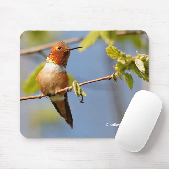 Male Rufous Hummingbird in the Summer Sun Mouse Pad