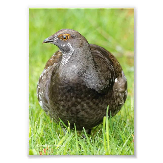 Beautiful Sooty Grouse in the Grass Photo Print