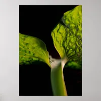 Green Hosta Leaf on Black Poster