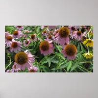 Echinacea Cone Flowers in Purple and Yellow Poster