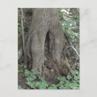 Just Saying Hi | Nature Photography Tree Trunk Postcard