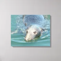 Cute Seal Swimming in Cape Cod Canvas Art