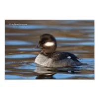 Sweet Bufflehead Duck on Sunlit Waters Photo Print
