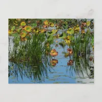 Lily Pads on the Water Postcard