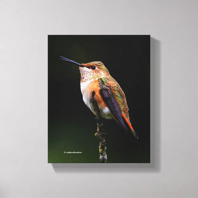 A Sweet Rufous Hummingbird Poses on the Fruit Tree Canvas Print