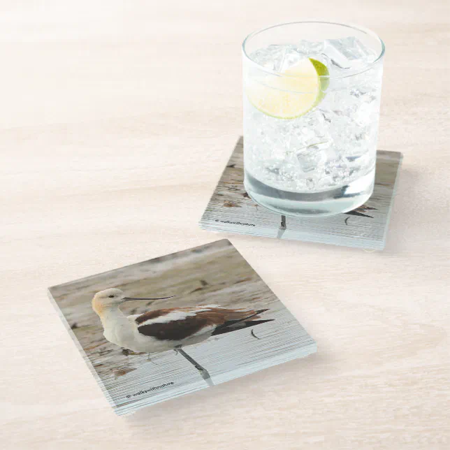 Stunning American Avocet Wading Bird at the Beach Glass Coaster