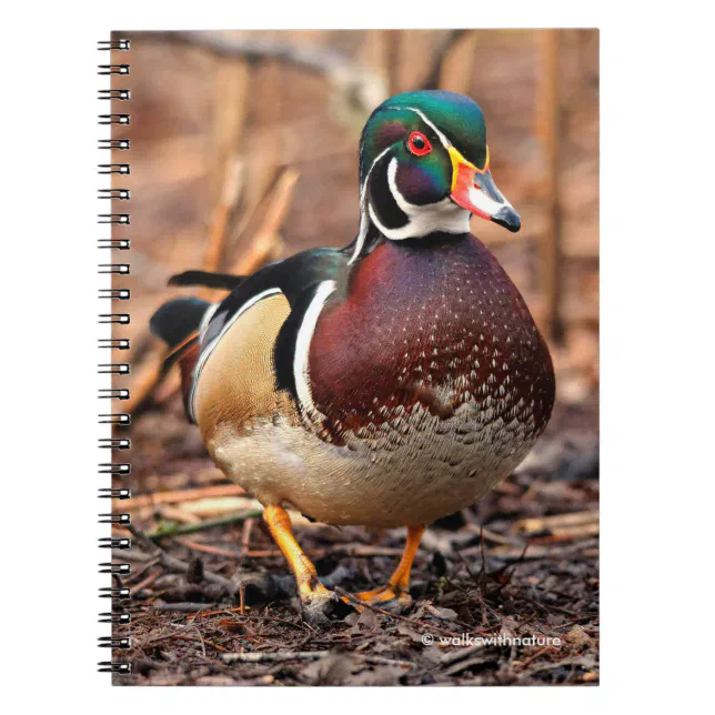 Male Wood Duck in the Woods Notebook