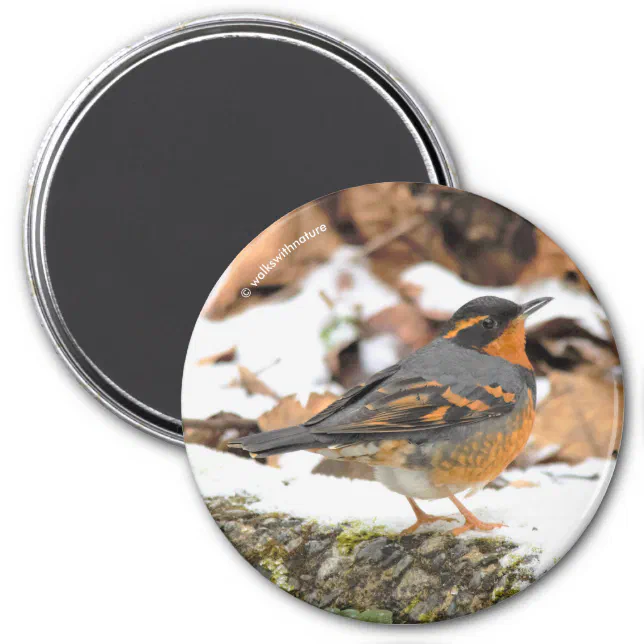 Stunning Varied Thrush Songbird in Winter Magnet