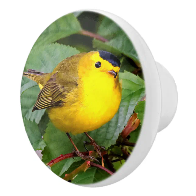 Beautiful Wilson's Warbler in the Cherry Tree Ceramic Knob