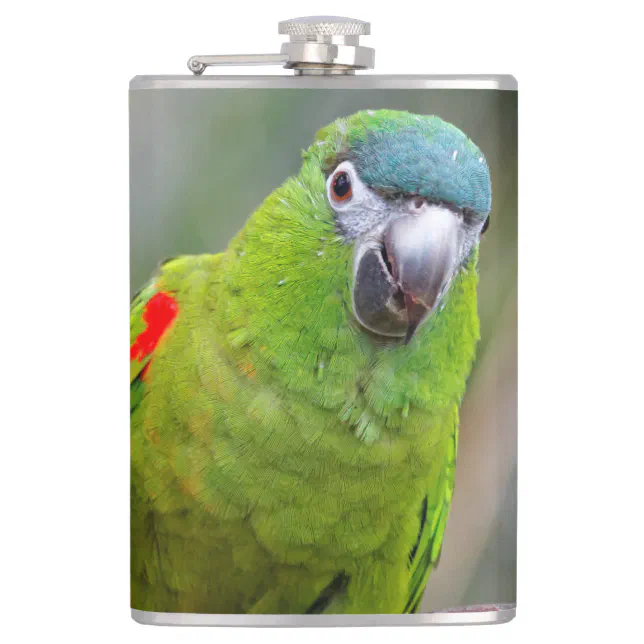 Hahn's Mini Macaw / Red-Shouldered Macaw Flask