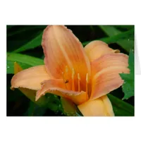 Daylily 2