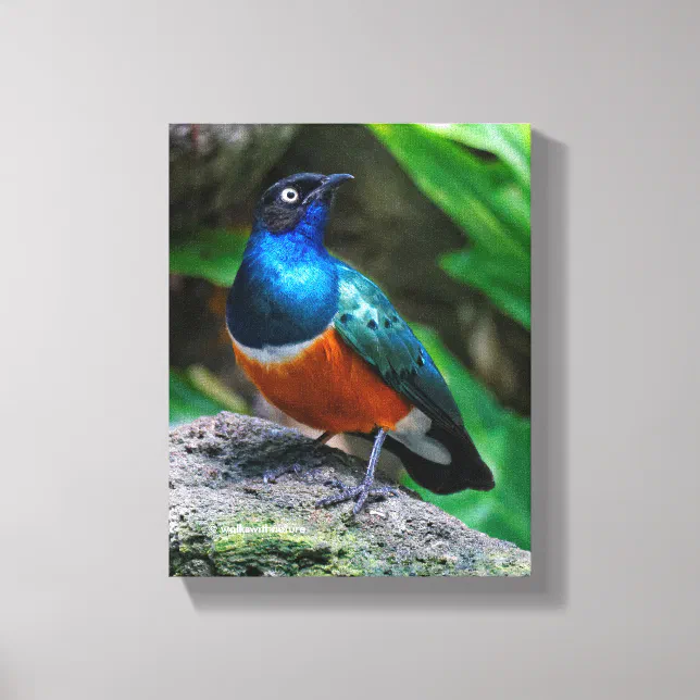 A Stunning African Superb Starling Canvas Print