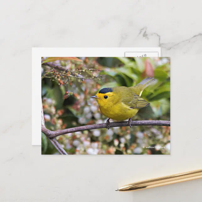 Cute Wilson's Warbler Songbird on the Grapevine Postcard