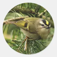 Cute Kinglet Songbird Causes Stir in the Fir Classic Round Sticker