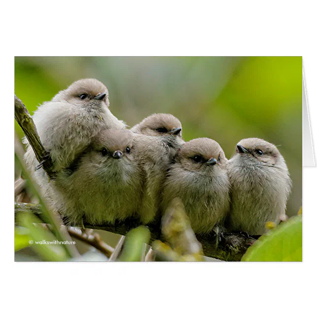 Heartwarming Cute Bushtits Songbirds Family Photo