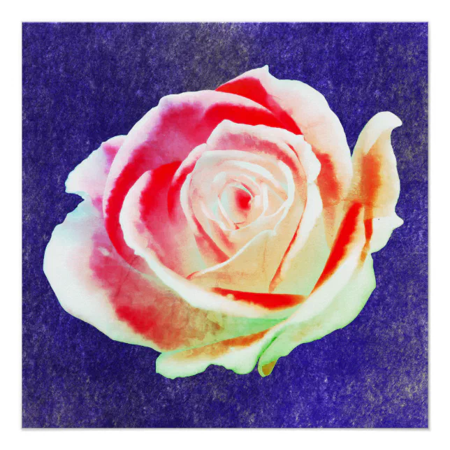 Multicolor rose on a blue  bg poster