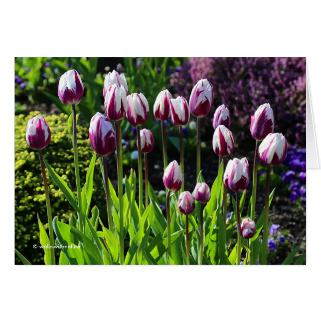 Elegant White Purple Flaming Flag Triumph Tulips