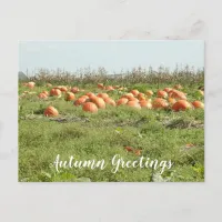Autumn Greetings keeping in touch Fall Pumpkins Postcard