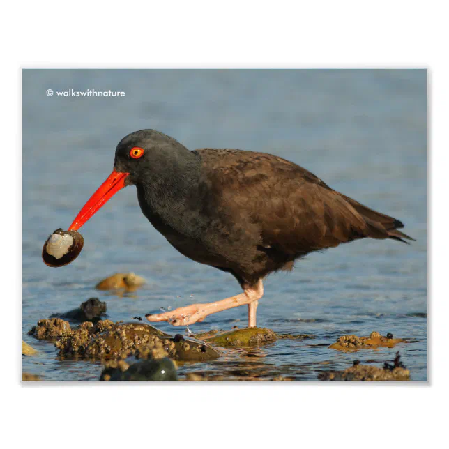 Black Oystercatcher with Clam Photo Print