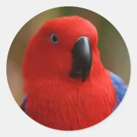 Beautiful "Lady in Red" Eclectus Parrot Classic Round Sticker